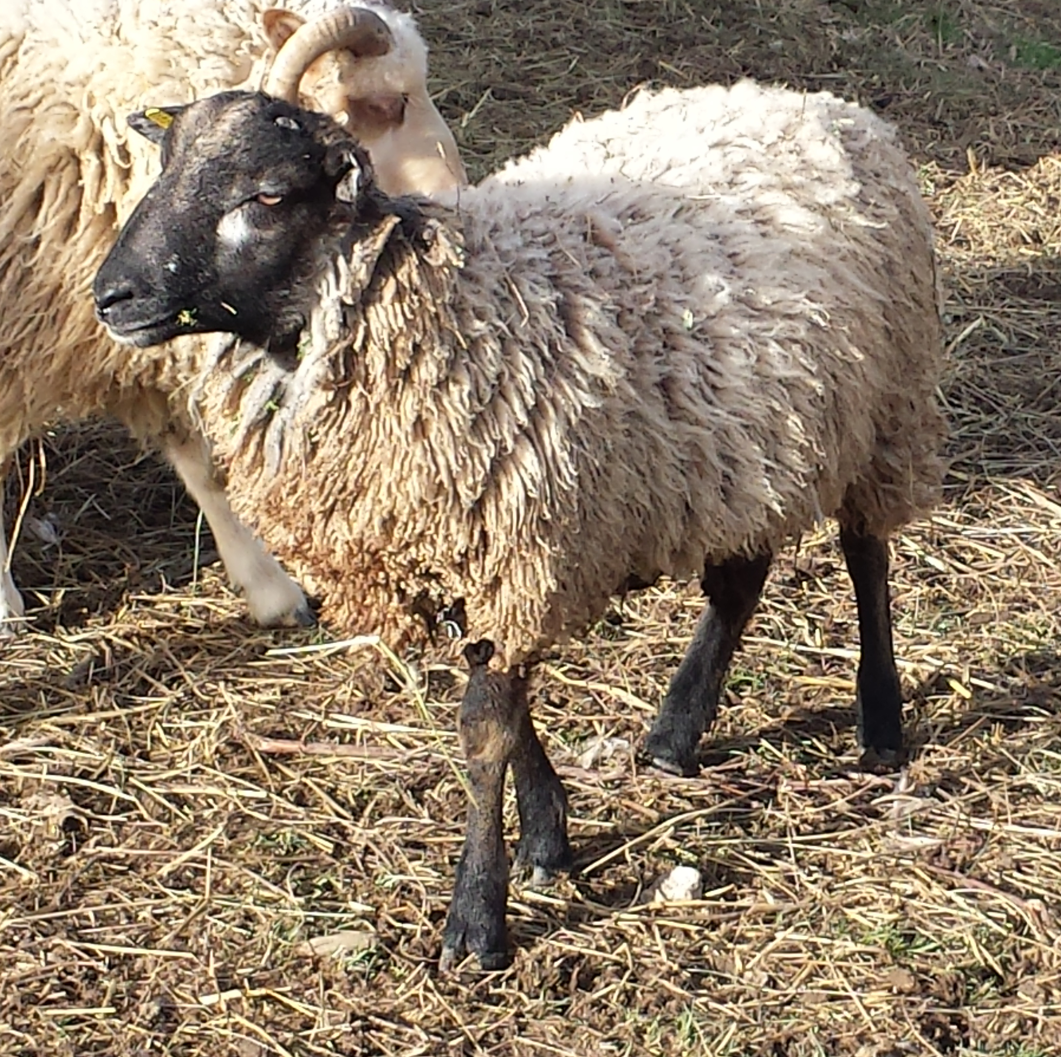 sheep sheep.list_.jpg